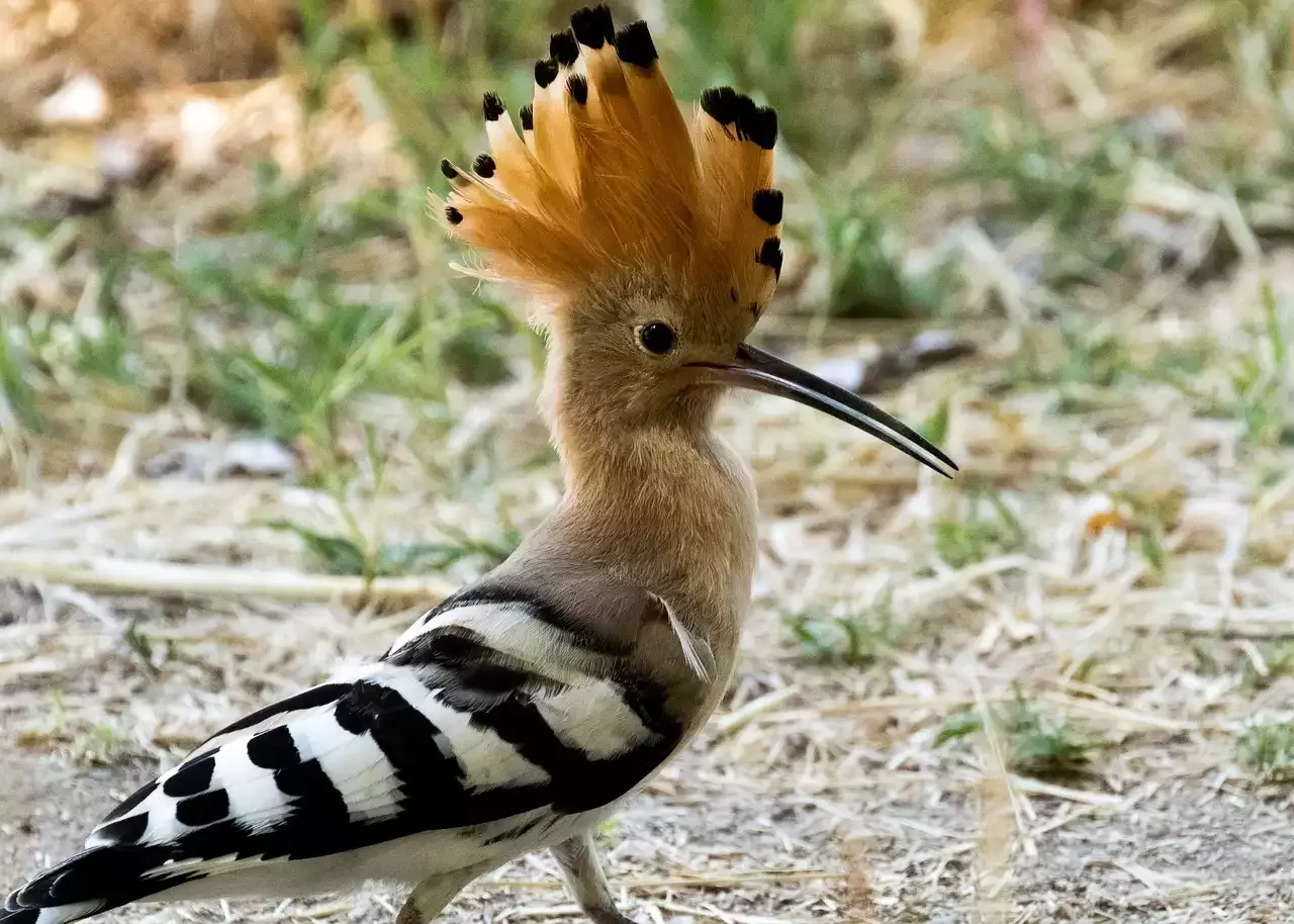 צפייה בציפורים אקזוטיות - The Hoopoe